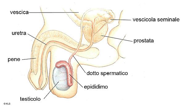 Il tumore del testicolo